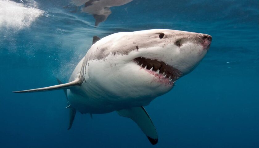 A surfer repeatedly punched a great white shark to save the woman it was attacking