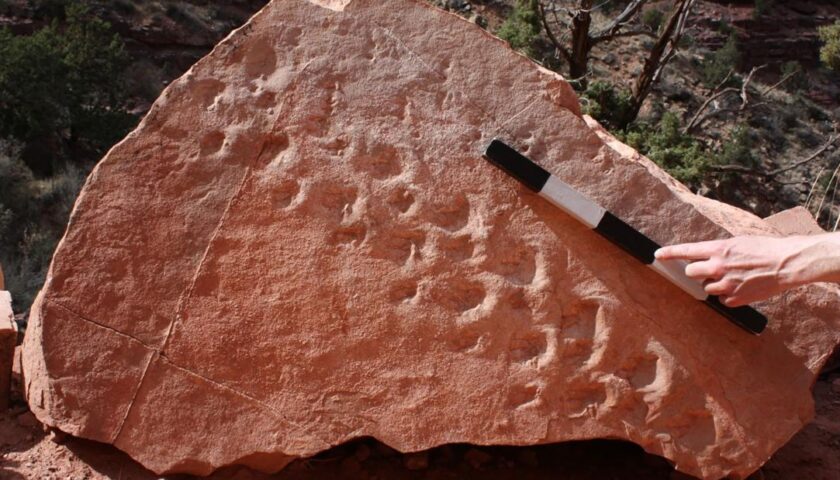 313 million-year-old fossil footprints at Grand Canyon are the oldest of their kind found at park