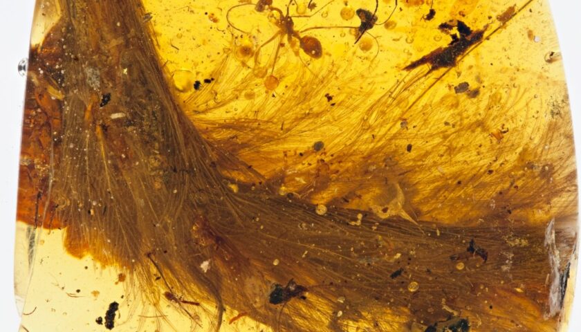 'Blood amber:' A portal into dinosaur times but an ethical minefield for paleontologists