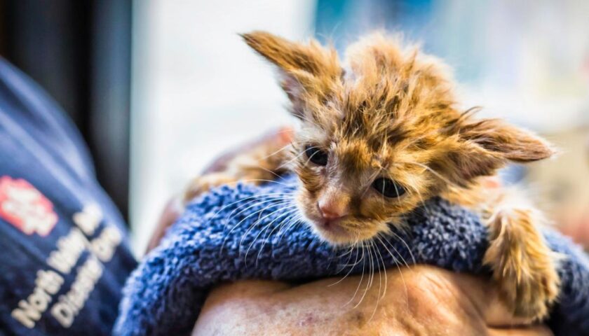 A kitten that looks like Baby Yoda was rescued from a California wildfire