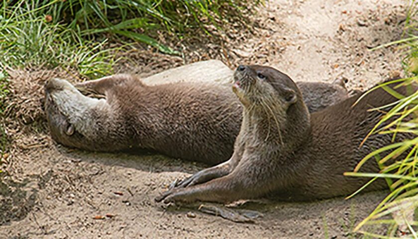 A lonely otter at a sanctuary finds love online through a dating site built just for him