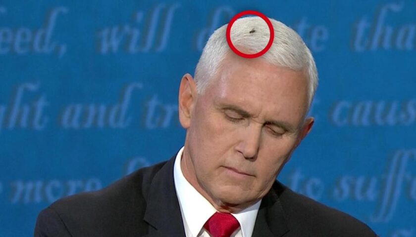 Fly lands on Pence's head during debate