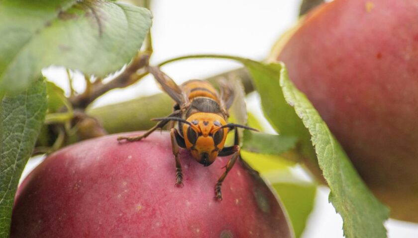 First 'murder hornet' nest found in US successfully removed