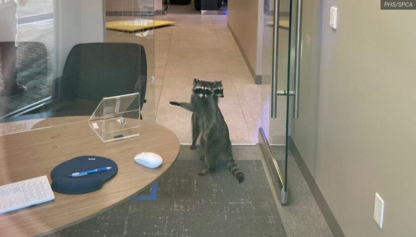 How a pair of raccoons (probably) broke into a bank
