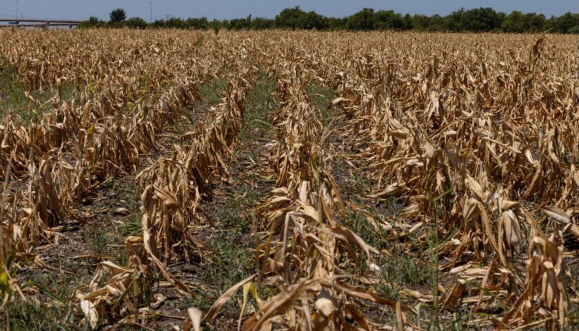 Supercharged tree might help fight climate change